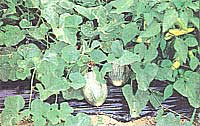 Melons are cranky, ever demanding the right proportions of temperature, moisture, nutrients, and attention. Sweet Granite (above) is our first success.